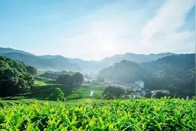 广东茶文化大有讲究 这份“巡茶”攻略一定要收藏！图片