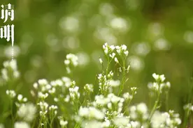 在清明景和的节日传承风骨气节图片
