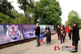 世界野生动植物日：长沙动物园举办“保护虎豹”主题活动图片