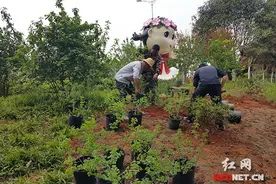 长沙紫凤公园新增300株“琼花亲戚” 将亮相琼花艺术节图片