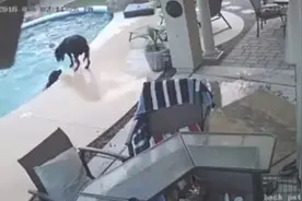犬类英雄！美狗狗下水勇救不会游泳同伴图片