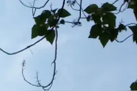 清脆，悦耳，动听地歌唱。视频封面