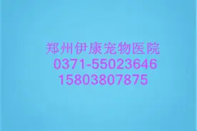 宠物医院说说拉布拉多吃什么样的食物对牙齿好图片