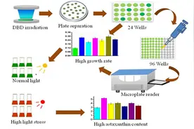 科学家利用等离子体诱变技术获得高产虾青素雨生红球藻图片