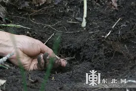 哈尔滨一深山现5万棵野生人参 罕见15年六品叶图片