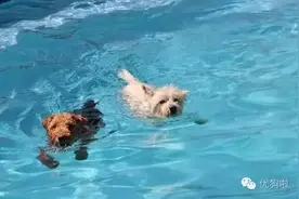 训狗自己来！你家狗娃，会游泳了吗？图片
