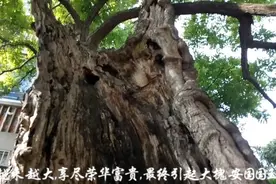 这条小巷不简单，成语南柯一梦中的大槐树就在此，已经一千多年了视频封面