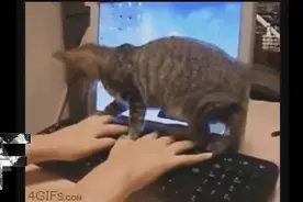 当心！它们可能会摆你一道