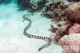 盘点大海中最惊悚最剧毒15种动物 一触即毙图片