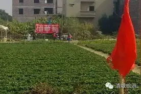 又到一年草莓成熟时，还有各种葡萄、圣女果等你来摘哦~~图片