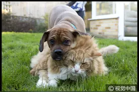 英国最胖猫咪迎来狗狗“健身教练” 一起奔跑摔跤帮助减肥图片