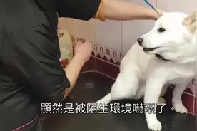 这地方太陌生，狗狗害怕想攻击美容师，她1分钟立马收服：这全靠爱视频封面