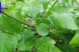 常用于治疗跌打损伤、皮肤顽固疾病有好效果的中药材，“白花丹”视频封面