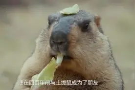 四川被遗忘的香格里拉，有群土拨鼠在等着你！视频封面