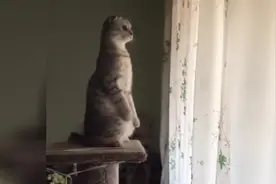 当猫咪遇到穿衣服没有兜的尴尬，笑死我了