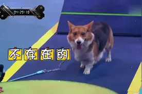 萌犬柯基来闯关，小短腿跨栏惹全场欢呼！太可爱了！视频封面