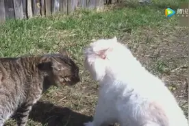 猫咪在吵架，听听最后喵星人是不是说人话了！视频封面