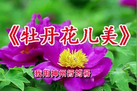 冷漠新歌《牡丹花儿美》可你的微笑会更让我沉醉