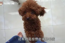 泰迪犬为什么喜欢要人“抱”，99%养狗的人都误会了，原因不简单