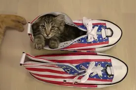 猫咪把主人的鞋子当窝，网友：这样的萌猫给我来一打