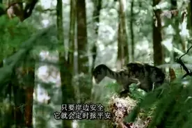 恐龙星球，丛林中的小精灵，遍布全球的各种恐龙！视频封面