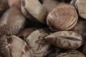 花甲（花蚬子）吐沙的正确方法视频封面