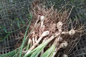 纯野生的藠头’夏天必备藠头‘有着帮组消化和止咳止呕消嗳的功效