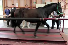 千里马都是这样溜出来的，多累马