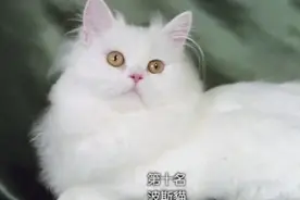 10种适合当家猫的喵，想养的朋友来看一下