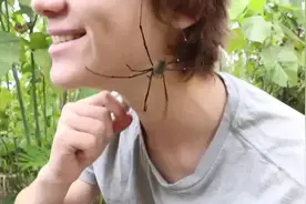 你害怕蜘蛛吗，小伙把蜘蛛放在脸上任其爬行视频封面