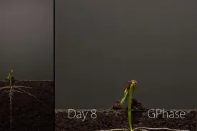 记录大豆生根发芽长叶25天全过程，自然的力量太强大了