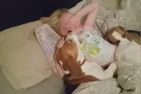 爱睡懒觉的狗狗，看见小主人在赖床，狗狗们干脆跟小主人一起赖床