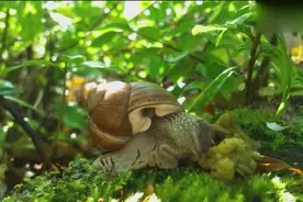 自家种的芒果遭遇蜗牛偷吃，这吃相太有喜感，好想养只蜗牛