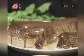 舌尖上的广东——青油泼海豹蛇视频封面