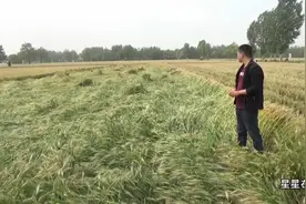 河南许昌：即将收割的小麦却发生这样的事，这到底是咋回事啊？视频封面