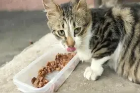 碰到流浪猫，给它们点食物吃，呼吁大家不要丢弃这些可怜的小动物