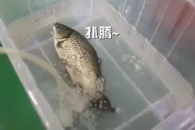 零下150度的冻鱼都能复活？最权威的实验在这里！视频封面
