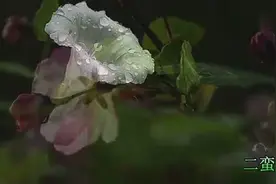 一曲《再相逢》太美了，送给最爱的人！