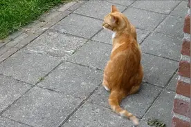 猫老大这脾气真不是一般大，跟自己的尾巴打得这么凶视频封面