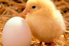 动物叫声汇总大全，可以让宝宝在看图听声中锻炼认知能力