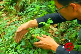 大山里的黄金“癞江包”，硬着头皮愣是给拍完了，全身发麻视频封面