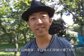 英国野生栗子漫山遍野无人吃，“吃货”华人乐坏了，纷纷跑去捡