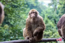 浩荡峨眉山 与人类和大山相互守望的“灵猴”们图片