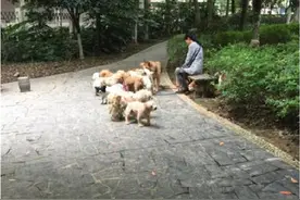 常德大姐每月2000元退休金收养近60条流浪狗图片