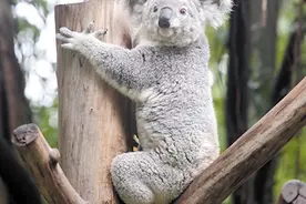 广州考拉 六代同堂图片