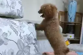 这可怎么办？妹妹不听话……