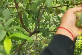 乡味食足：农村遍地的野毛桃没人要，小伙却做成了酸甜可口的酸桃视频封面