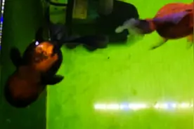 鱼友的小金鱼这样仰面朝天已经一个星期了，各位看看还有救吗视频封面