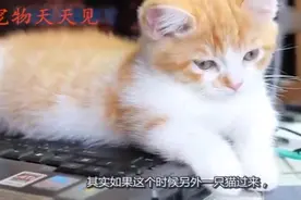 猫咪为什么总爱对人“喵喵”叫，背后的原因让人心疼！视频封面