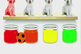 3D足球把狗狗变成了彩色的，教宝宝认识色彩，学习英语！